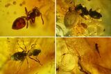 Three Detailed Fossil Ants (Formicidae) In Baltic Amber #139043-4